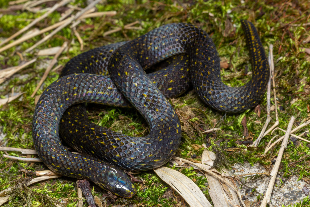 Lasalle's Ground Snake