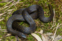 Atractus lasallei