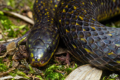 Atractus lasallei