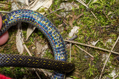 Atractus lasallei