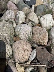 Allium vineale