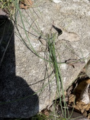 Allium vineale