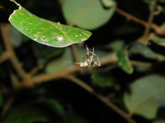 Eriovixia laglaizei