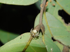 Eriovixia laglaizei