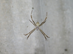 Argiope