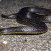 Lasalle's Ground Snake - Photo (c) Daniel Bocanumenth E., some rights reserved (CC BY-NC-SA), uploaded by Daniel Bocanumenth E.