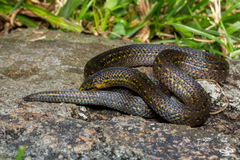 Atractus lasallei