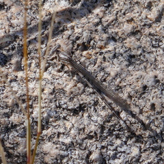 Argia munda