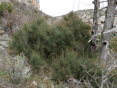Ephedra major