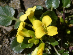 Barbarea rupicola