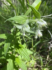 Lithospermum bejariense