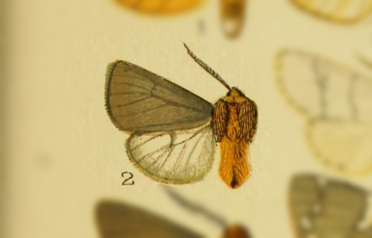 Paracles fulvicollis
