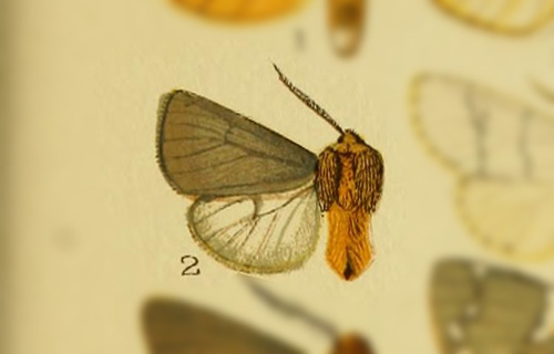 Paracles fulvicollis