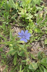 Cichorium endivia