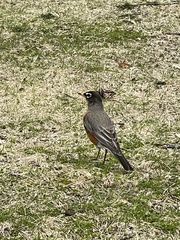 Turdus migratorius