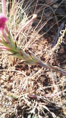 Zaluzianskya elongata