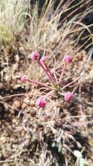 Zaluzianskya elongata