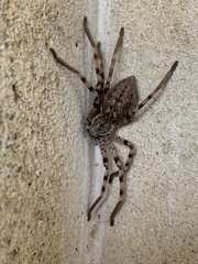 Eusparassus