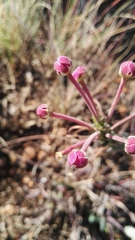 Zaluzianskya elongata