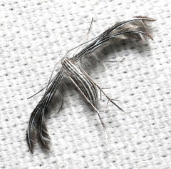 Singularia mayaensis