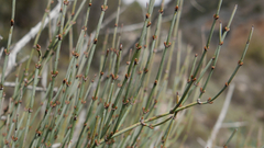 Ephedra major