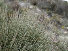 Ephedra major