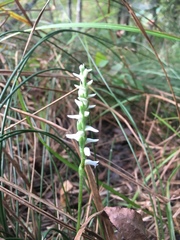 Spiranthes niklasii