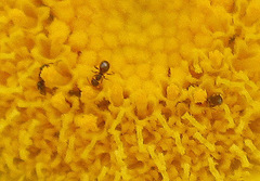 Brachymyrmex patagonicus