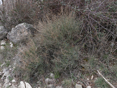 Bupleurum fruticescens