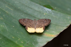 Mooreana trichoneura