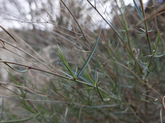 Bupleurum fruticescens