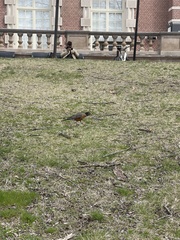 Turdus migratorius