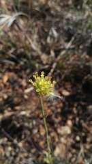 Lasiosiphon sericocephalus