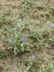 Solanum elaeagnifolium