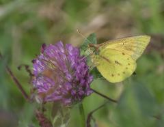 Colias dimera