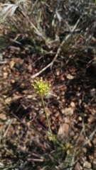 Lasiosiphon sericocephalus