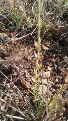 Lasiosiphon sericocephalus