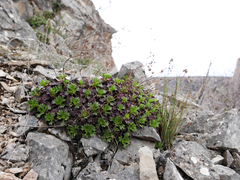 Saxifraga cuneata