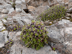 Saxifraga cuneata