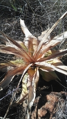 Ledebouria marginata