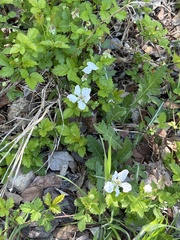 Grewia occidentalis occidentalis