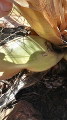 Ledebouria marginata