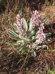 Lupinus villosus