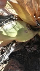 Ledebouria marginata