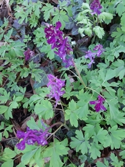 Corydalis cava