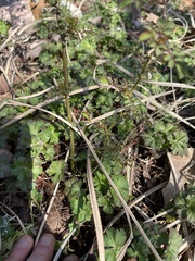 Rosa multiflora