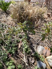 Rosa multiflora