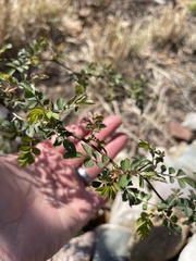 Rosa multiflora