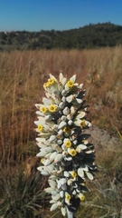 Kalanchoe thyrsiflora