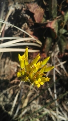 Sebaea leiostyla